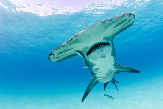 Great hammerhead (Sphyrna mokarran) near the Bihimi islands, Bahamas, Caribbean, Atlantic Ocean.