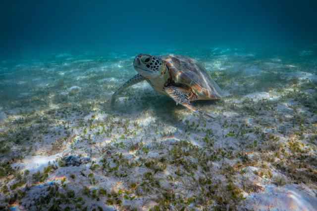 Green turtles under water