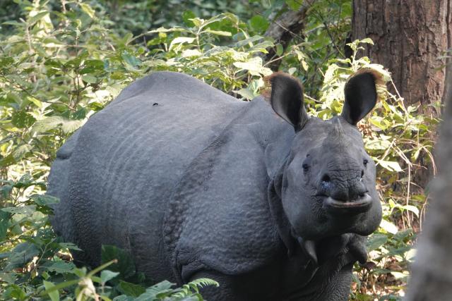Greater one-horned rhinos released into Dudhwa Tiger Reserve