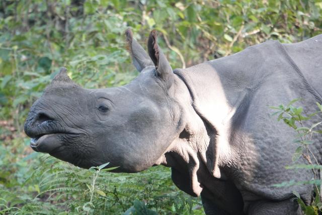 Greater one-horned rhinos released into Dudhwa Tiger Reserve