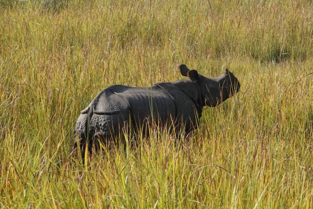 Greater one-horned rhinos released into Dudhwa Tiger Reserve