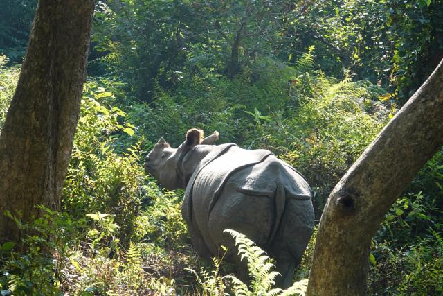 Greater one-horned rhinos released into Dudhwa Tiger Reserve