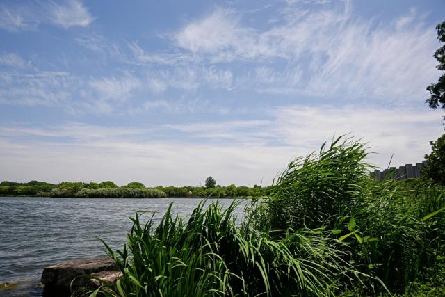 Taicang Jincanghu Provincial Wetland Park