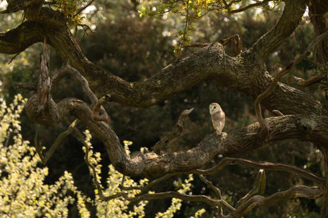 Barn owl (Tyto alba) hunting on Stiffkey Marsh. Stiffkey, North Norfolk, UK