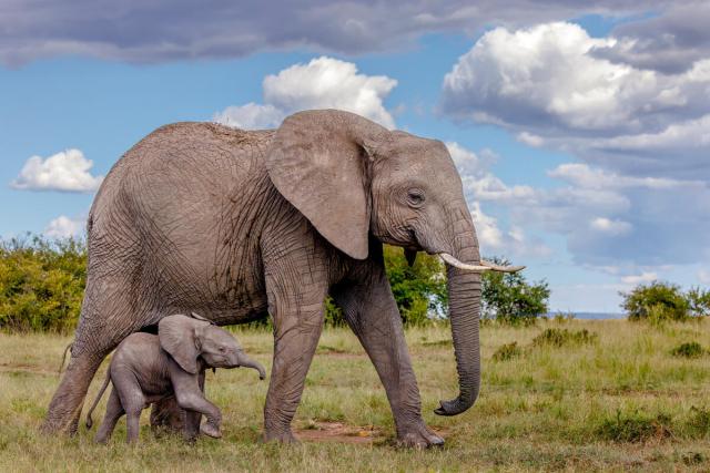 African elephant and newborn calf walking across grassland in the masai mara