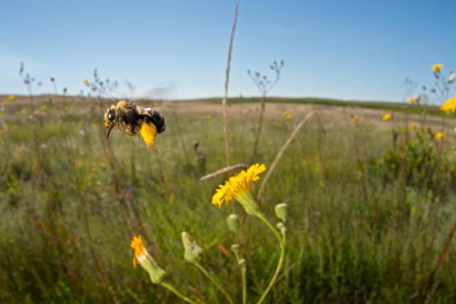 Sunflower bee