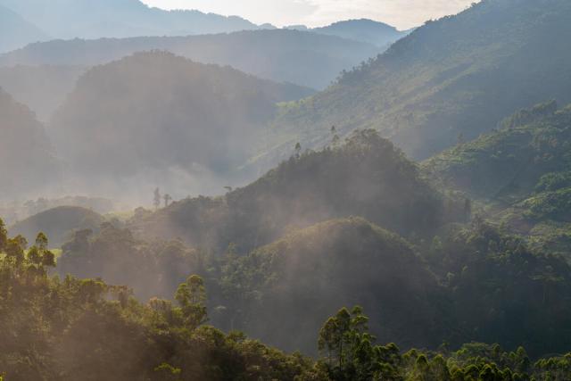The cultivated hills surrounding Bwindi Impenetrable National Park, Uganda