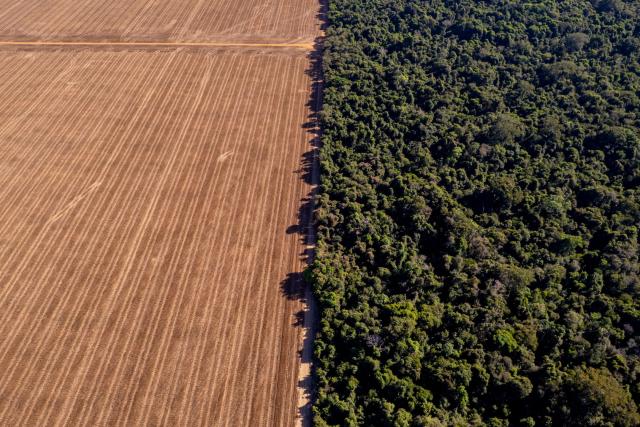 Legal Amazon on Mato Grosso State, Center-West Region of Brazil. 