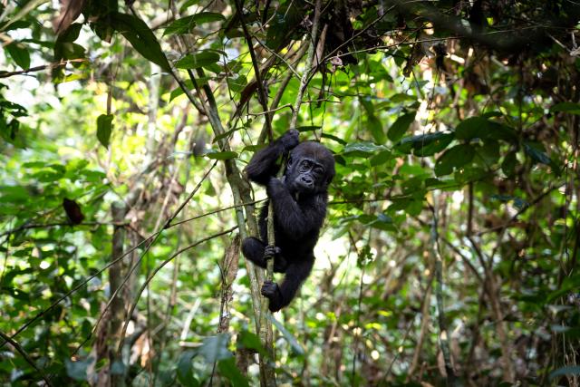A habituated Western lowland baby gorilla, Dzanga-Sangha Special Reserve, Central African Republic
