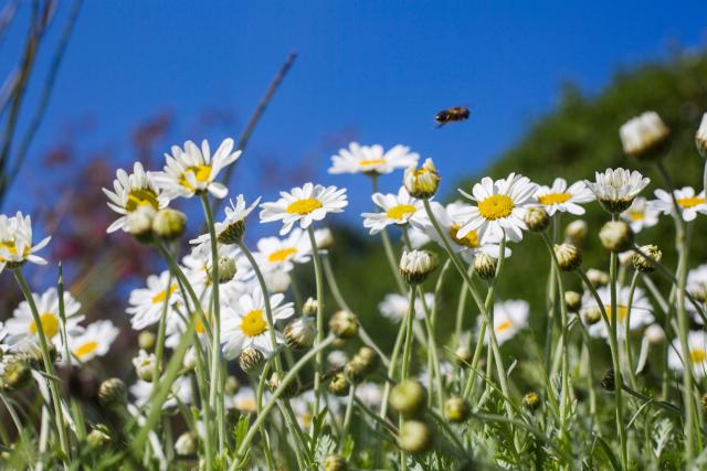 Oxeye daisies flowering in a garden in the Worcestershire, UK.