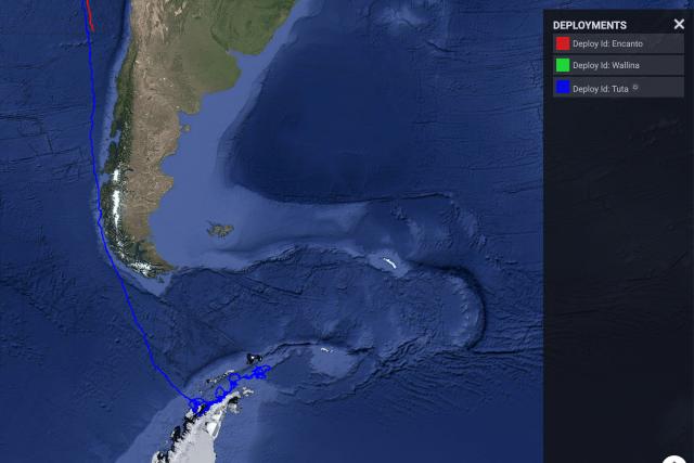 Map of Tuta the whale's journey