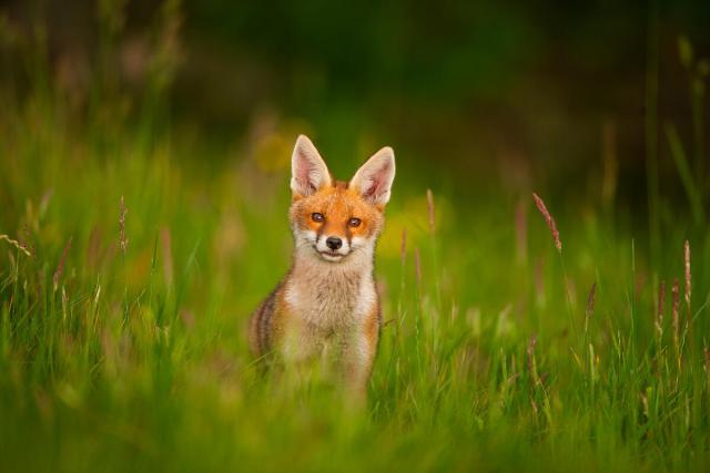 Portrait of an alert fox cub in a flower filled meadow. May, Derbyshire, UK
