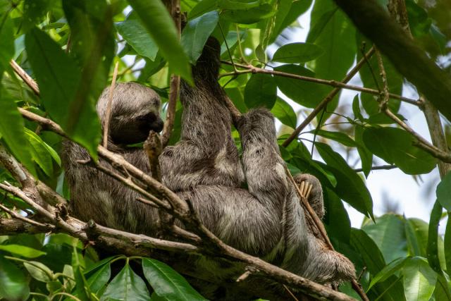 A three-toed sloth in a forest canopy in Brazil 