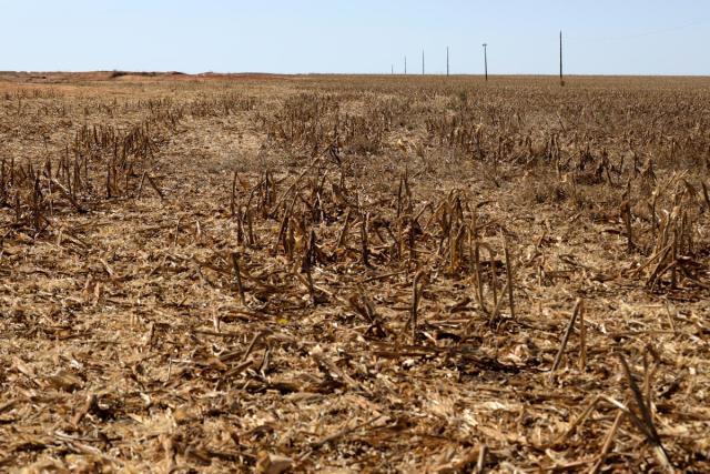 Cerrado boarder harvested soy farm in Brazil 