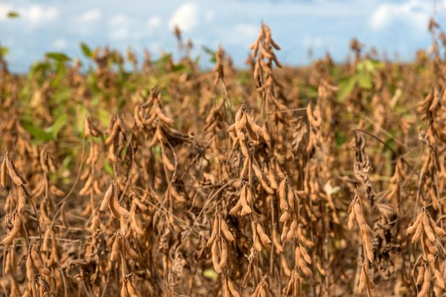Close up of a plantation of soy beans ready for harvest Brazil 