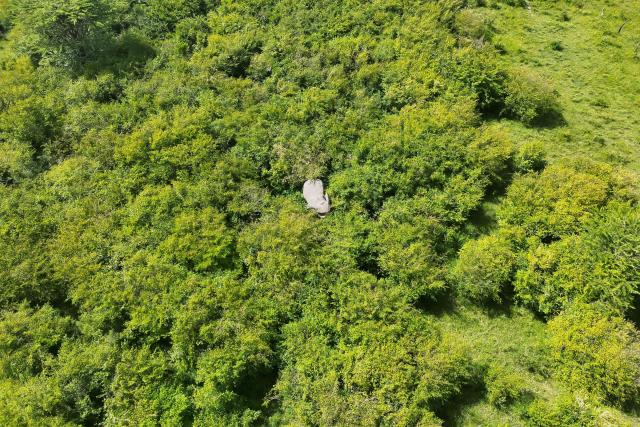 Elephant spotted in the trees