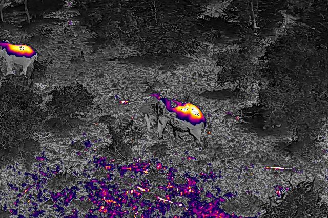 Elephants caught on drone thermal camara footage