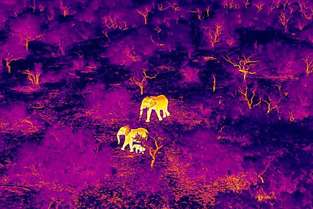 Drone footage of elephants thermal camera 
