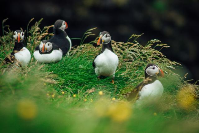 A colony of Atlantic puffins in natural habitat
