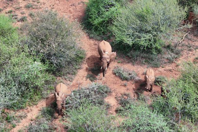 Indy in a herd of 70+ elephants 