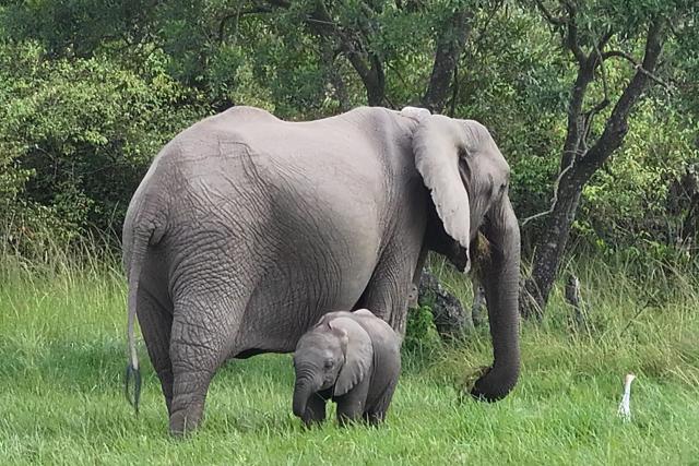 Ivy the elephant with her calf 
