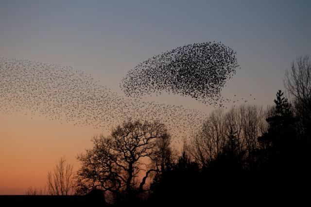 Large Starling roost at sunset Caerlaverock Scotland Solway
