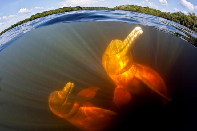 Couple of Pink River dolphin / Boto (Inia geoffrensis) Acajatuba Lake, Negro River, Amazonas, Brazil