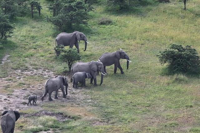 Nancy Q – a matriarch who leads a herd of 25  