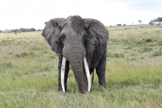 Edwin the collard elephant in grassland