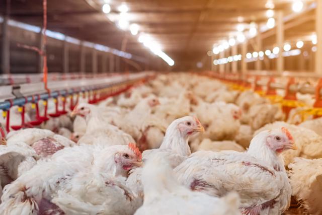 White chicken in smart farming business by auto feeding with yellow light in background