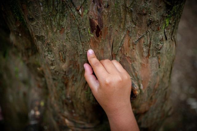 A Child touching the trunk of a tree in the UK © Paul Rogers