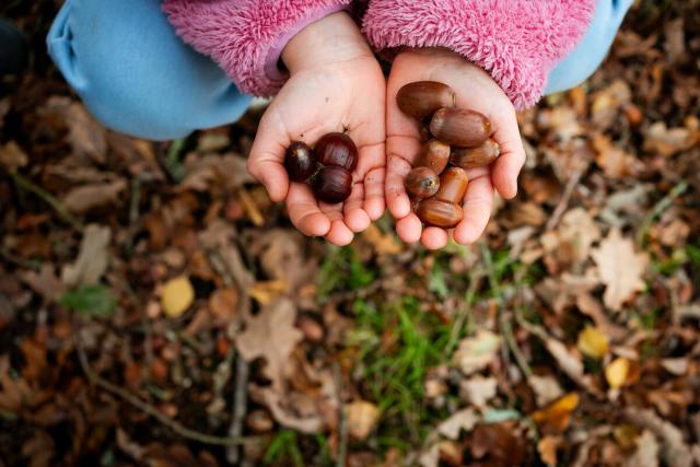 A child holding fallen autumn acorns and conkers in Alice Holt Forest, England, UK © Paul Rogers