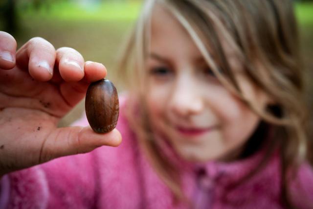 A child inspecting a fallen autumn acorn in Alice Holt Forest, England, UK © Paul Rogers 