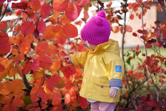 A child inspecting autumn leaves at Alice Holt Forest, Hampshire © Paul Rogers 