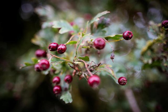 Autumn berries found at Alice Holt Forest, Hampshire © Paul Rogers