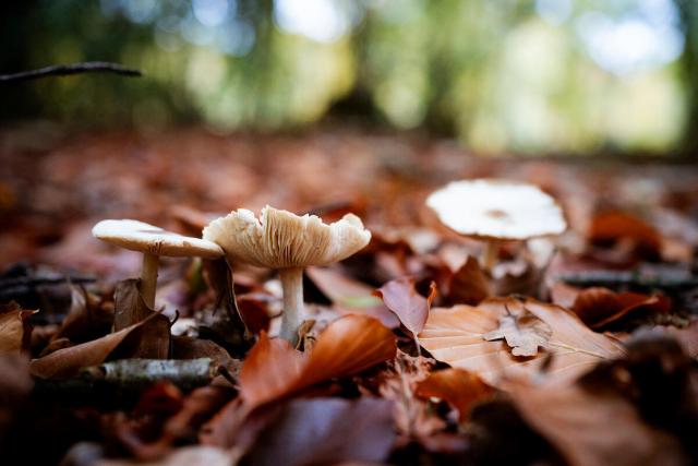 Fungi growing amongst the autumn leaves of Alice Holt Forest, England, UK © Paul Rogers