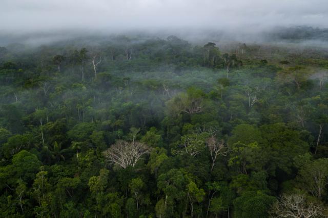Morning mist shrouds the Amazon Rainforest © Luis Barreto