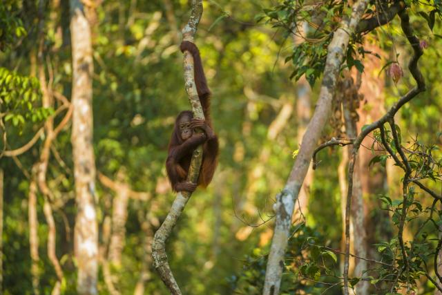 Orangutan in tree