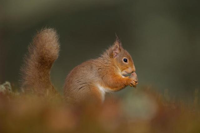 Red squirrel (Sciurus vulgaris) with an acorn in Cairngorms National Park, Scotland, UK © Andrew Parkinson