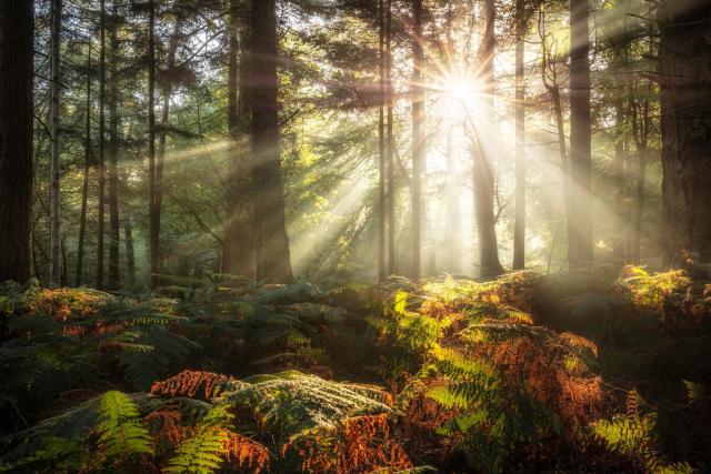 Sun shining through trees in Bolderwood, New Forest National Park, Hampshire, England, UK © Guy Edwardes