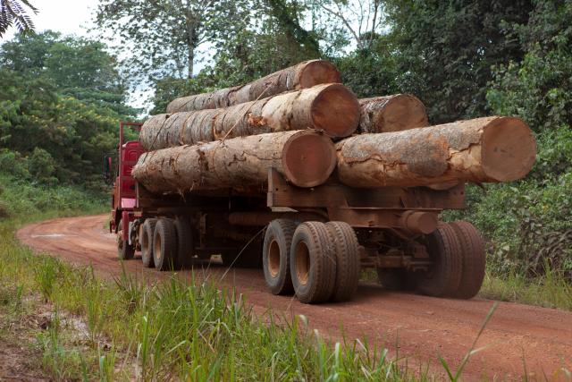 Trees cut by a logging company on the back of a flatbed truck © Mike Goldwater