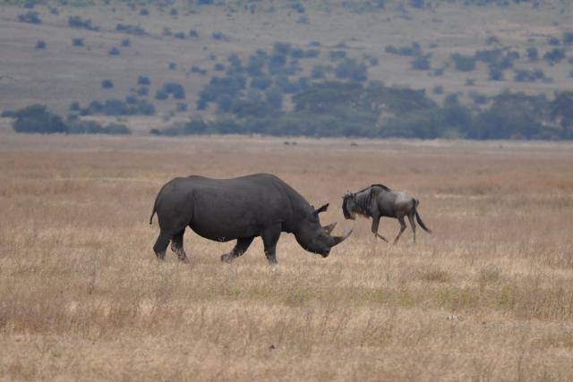 A rhinoceros and wildebeest roam the Ngorongoro Conservation Area in Tanzania, Africa