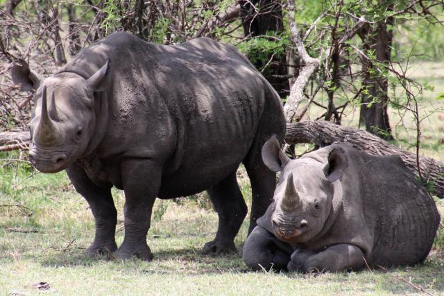 Two black rhinoceros (Diceros bicornis) from the Serengeti and Mara River area, Tanzania, Africa