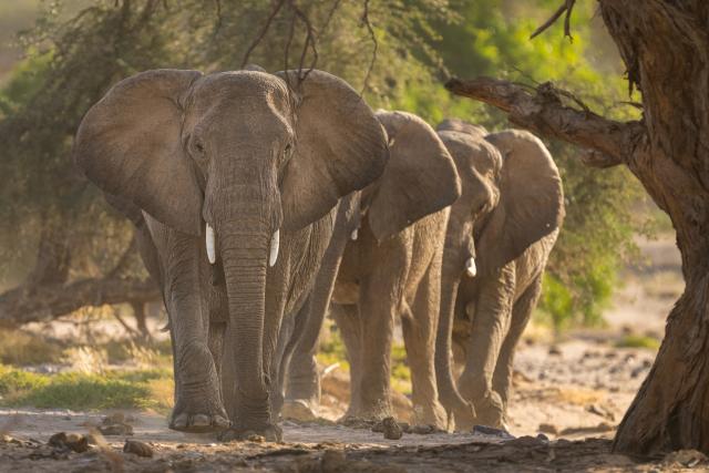 African savanna elephant (Loxodanta africana) in Torra Conservancy, Namibia.