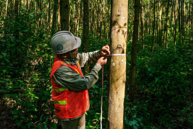 Mr Hoa, an acacia smallholder in Quang Tri Province, Viet Nam working in his acacia plantation © WWF-Greater Mekong / FGS Production