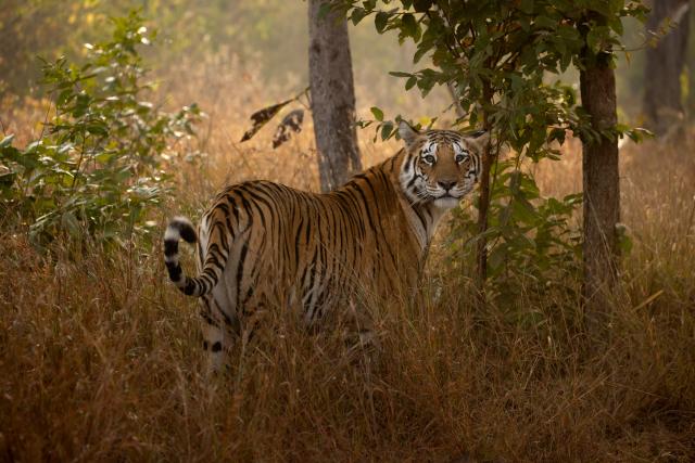 Bengal tiger (Panthera tigris tigris) female in long grass, Bandhavgarh National Park, Madhya Pradesh, India.