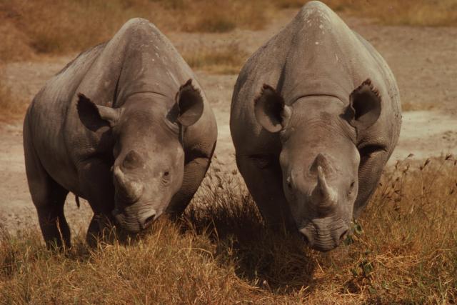Black rhinoceros Pair in the Ngorongoro Crater, Tanzania