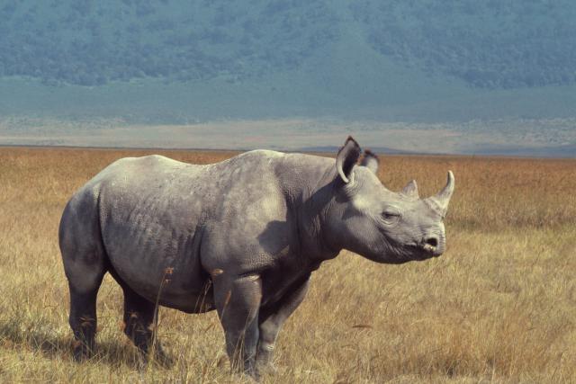 Black rhinoceros (Diceros bicornis), Ngorongoro Crater, Tanzania.