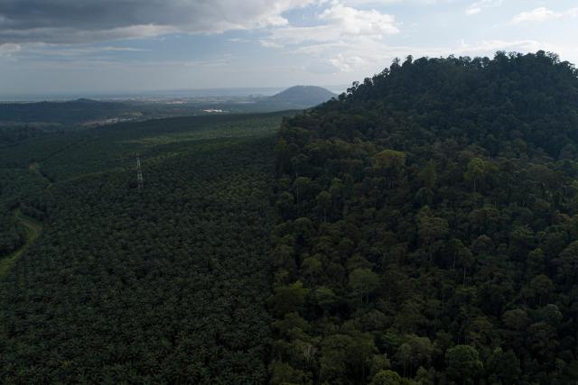 Forest cover next to palm plantation in the Tawau Hills Park, Sabah, Borneo, Malaysia. © Aaron Gekoski 