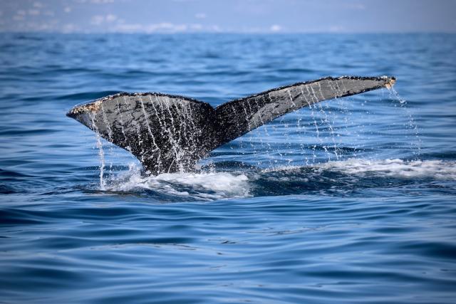 Tail of a humpback whale (Megaptera novaeangliae), South-Africa, Plettenburgh Bay © Linda de Heer / WWF-Netherlands
